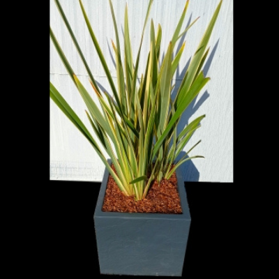 KIT Lin de Nouvelle Zélande avec bac pour balcon - Leaderplant