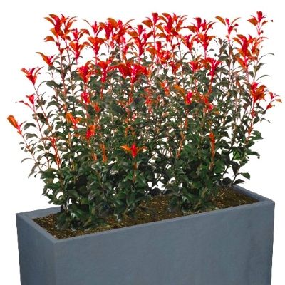 Kit Brise-vue Balcon Photinia - Leaderplant