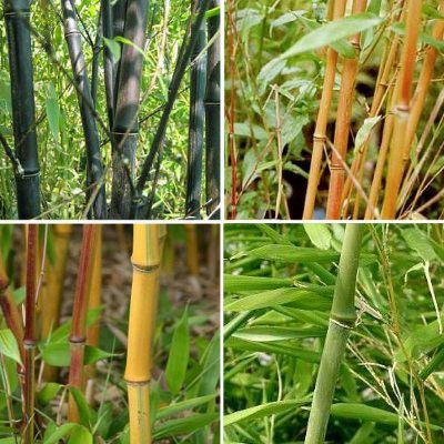 Kit Bambous géants colorés / Bambous Phyllostachys colorés - Leaderplant