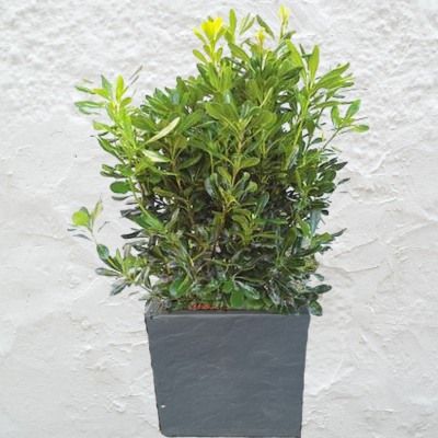 KIT Pittosporum du Japon avec bac pour balcon - Leaderplant