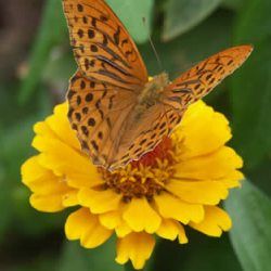 Kit plantes pour papillons - 7 variétés - Leaderplant