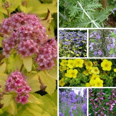 Kit plantes pour papillons - 7 variétés - Leaderplant