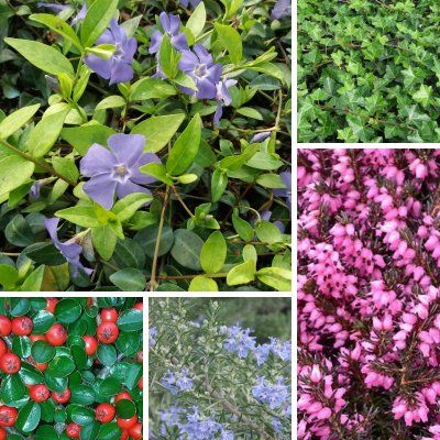 KIT Plantes Tapissantes pour forte pente - Leaderplant