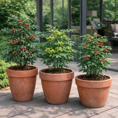 Kit de Poivriers - 3 variétés - Leaderplant