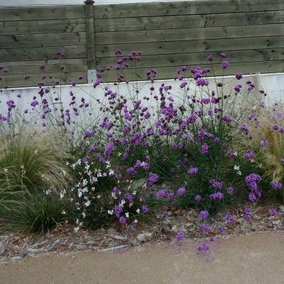 KIT Plantes Vivaces Terrain Sec - Leaderplant