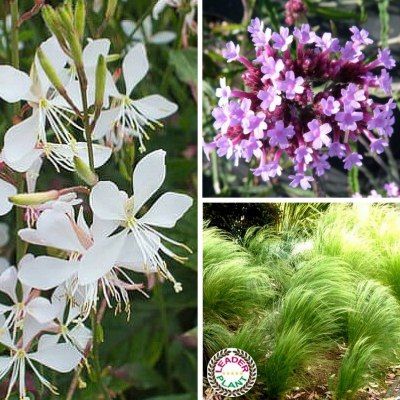 KIT Plantes Vivaces Terrain Sec - Leaderplant