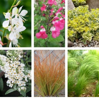 KIT Terrasse Floraison Rapide - Leaderplant