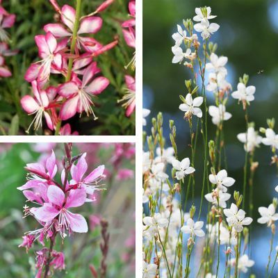 TRIO de Gauras - Leaderplant