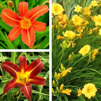 Kit Trio Hémérocalles -3 variétés - Leaderplant