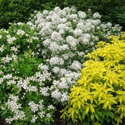 TRIO d'Orangers du Mexique - Leaderplant