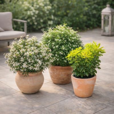 TRIO d'Orangers du Mexique - Leaderplant