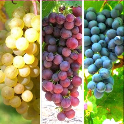 KIT Trio de Vignes - Leaderplant