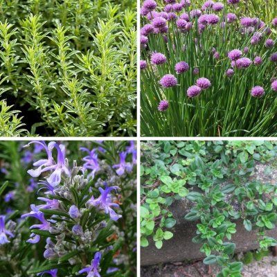 KIT Vertical Garden Aromatiques - Leaderplant