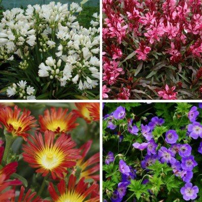 KIT Vertical Garden Ensoleillé - Leaderplant