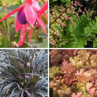 KIT Vertical Garden Ombragé - Leaderplant