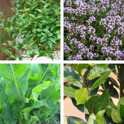 Kit 4 plantes Aromatiques pour Bouquet garni - Leaderplant