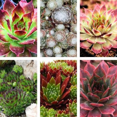 KIT 6 Sempervivum Chick Charms ® - Jourbarbes - Leaderplant