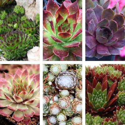 KIT 6 Sempervivum Chick Charms ® - Jourbarbes - Leaderplant