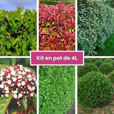KIT 6 Variétés Haie persistante et Fleurie - Leaderplant
