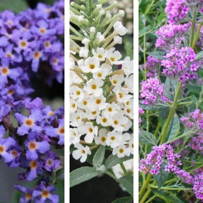 Kit Arbre à papillons nain 3 variétés - Leaderplant