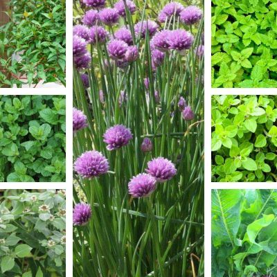 Kit d'Aromatiques à l'Ombre - Leaderplant