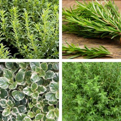 Kit Aromatiques Herbes de Provence - 4 variétés - Leaderplant