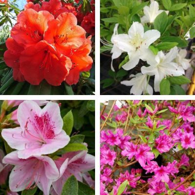 KIT Collection de 4 variétés d'Azalées du Japon - Leaderplant