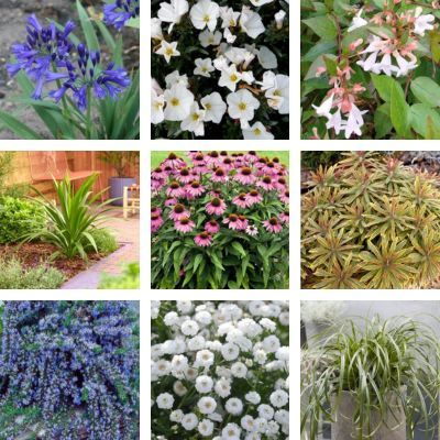 Kit Balcon au Soleil - Leaderplant