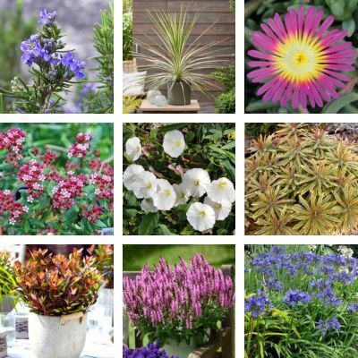 Kit Balcon au Soleil - Leaderplant