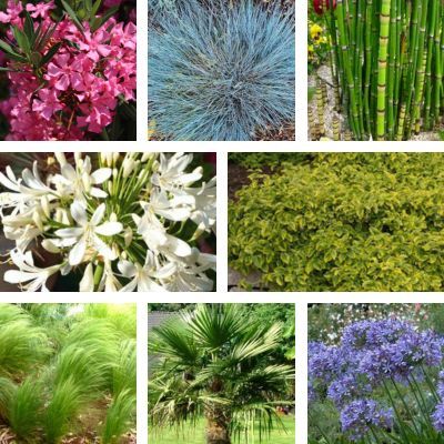 Kit Balcon Contemporain - 8 variétés - Leaderplant