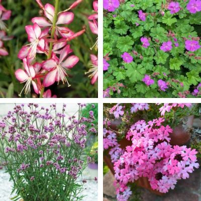 KIT Balconnière au Soleil - Leaderplant