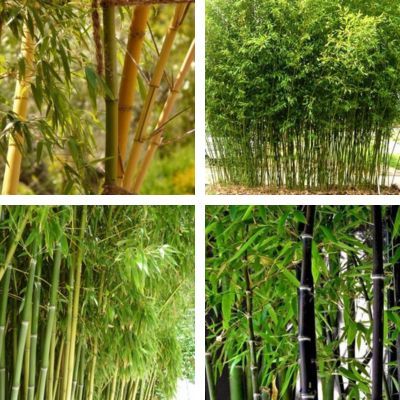 Kit Bambous géants colorés / Bambous Phyllostachys colorés - Leaderplant