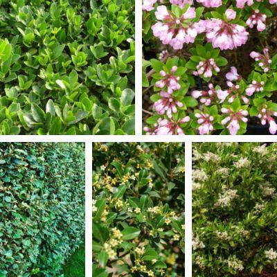 Kit Haie Bord de Mer - Leaderplant