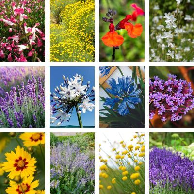 KIT Bordure Fleurie au soleil - Leaderplant