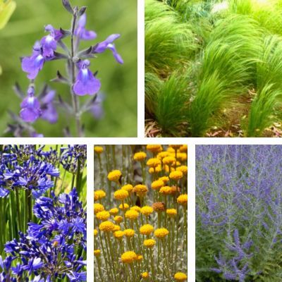 Kit Bordure Méditerranéenne - 5 variétés - Leaderplant