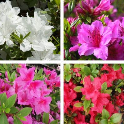 KIT Collection de 4 variétés d'Azalées du Japon - Leaderplant