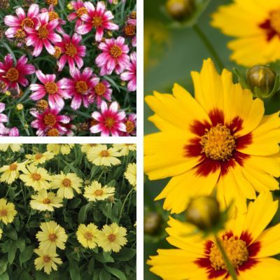 KIT Coreopsis - 3 variétés - Leaderplant