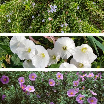 KIT couvre sol pour terrain sec - Leaderplant