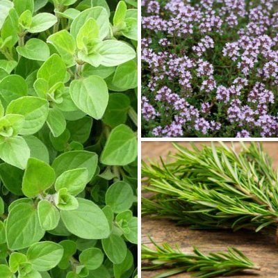 KIT de 3 Aromatiques - Leaderplant