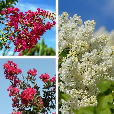 Kit de Lilas des Indes - 3 variétés - Leaderplant