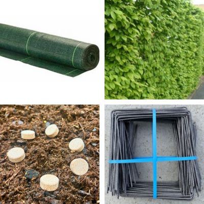 KIT de Plantation Haie de Charmille (20m) - Leaderplant