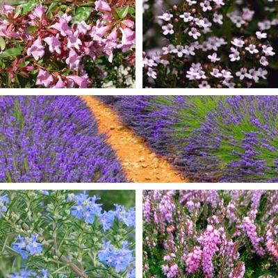 KIT de Plantes mellifères - Leaderplant