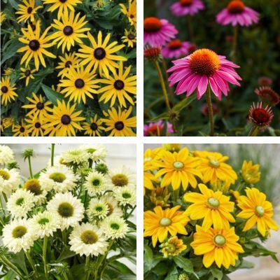 Kit de Rudbeckia - 4 variétés - Leaderplant