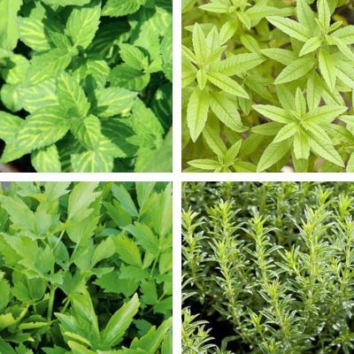 Kit de tisane prêt à planter 'Aphrodite' - Leaderplant