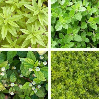 Kit de tisane prêt à planter 'Digestion'  - Leaderplant