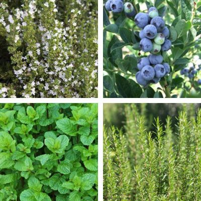 Kit de tisane prêt à planter 'Ligne' - Leaderplant