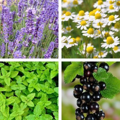 Kit de tisane prêt à planter 'Marchand de Sable' - Leaderplant