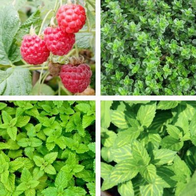 Kit de tisane prêt à planter 'Vitalité' - Leaderplant