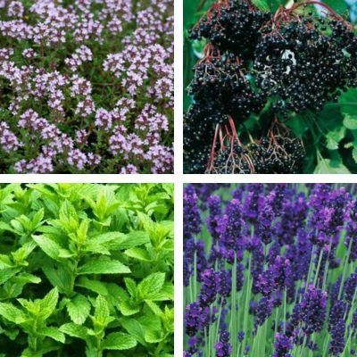 Kit de tisanes prêt à planter 'Respiration' - Leaderplant