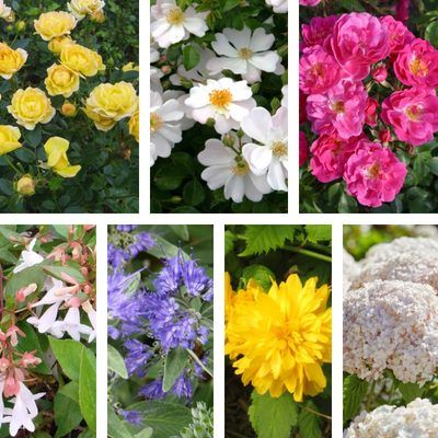 KIT Easy Gardening - Leaderplant